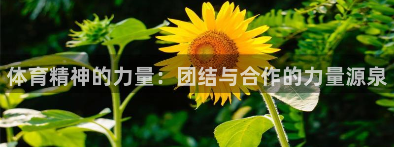 安信16集团官网：体育精神的力量：团结与合作的力量源泉